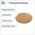 High Content Photosynthetic Bacteria For Poultry